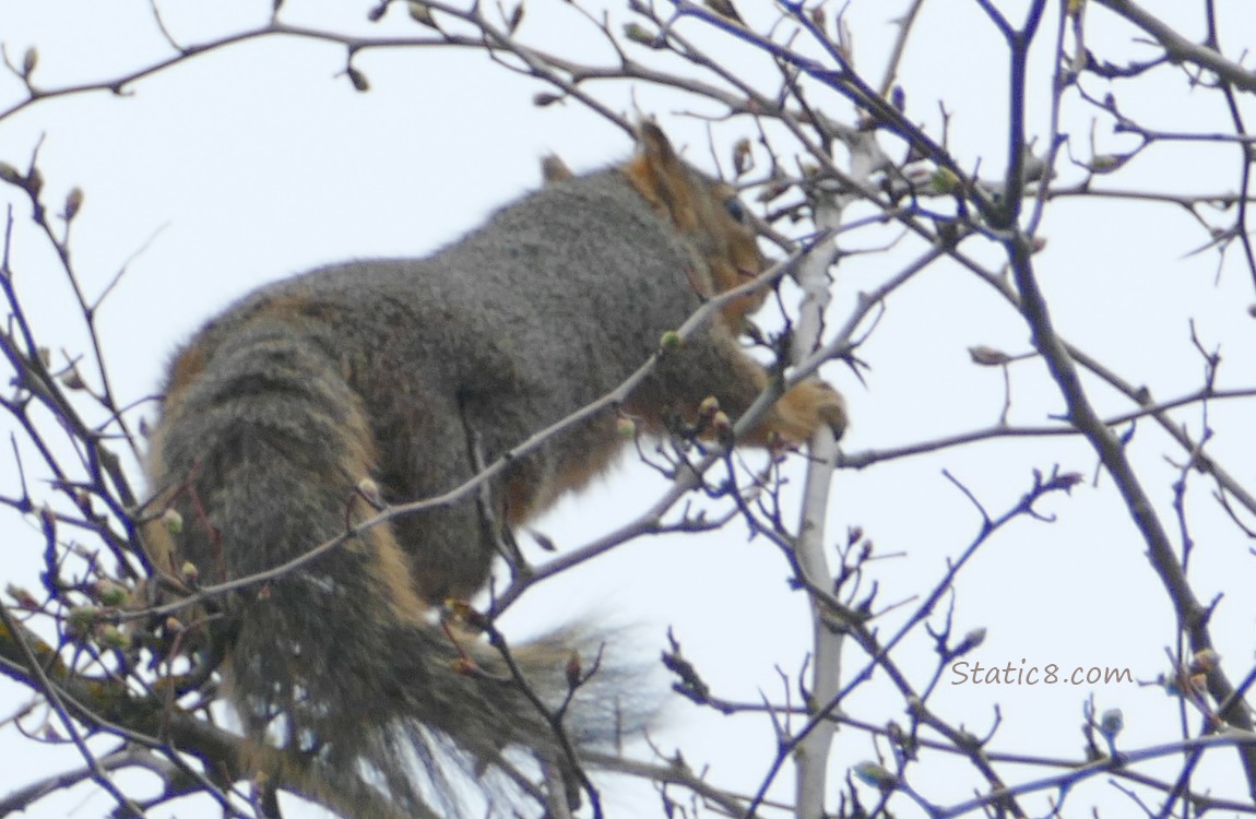 Squirrel up in a tree