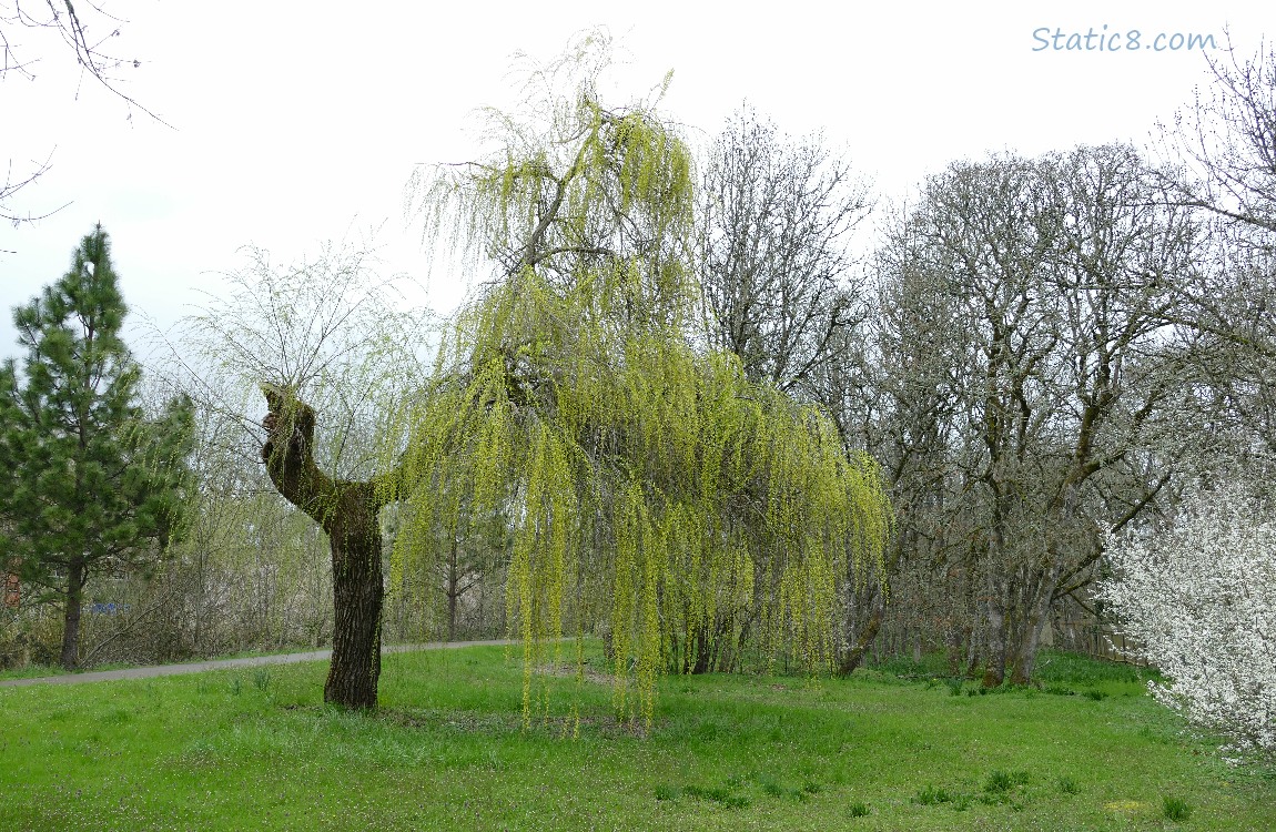 Willow tree just greening up with a big stump on the left side
