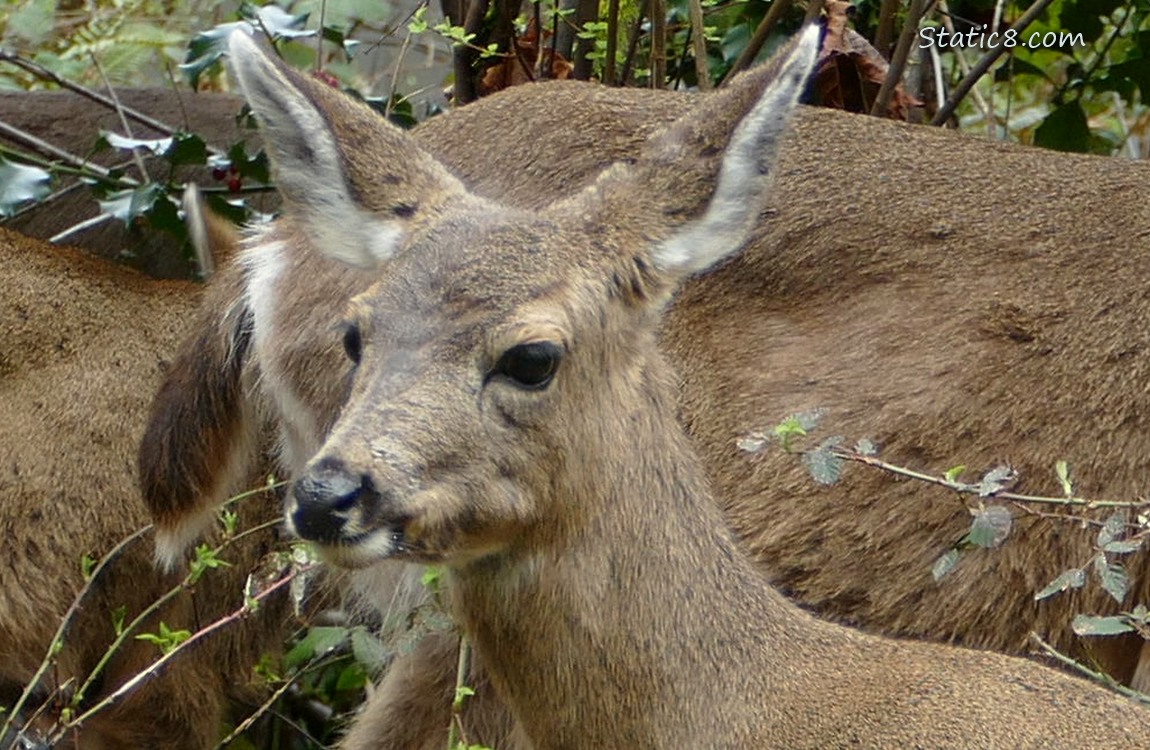 Close up of a deers face