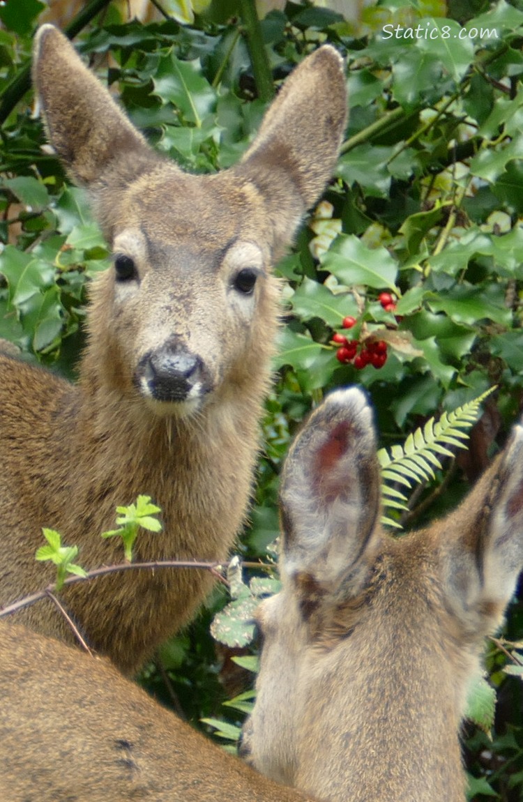 Black Tail Deers