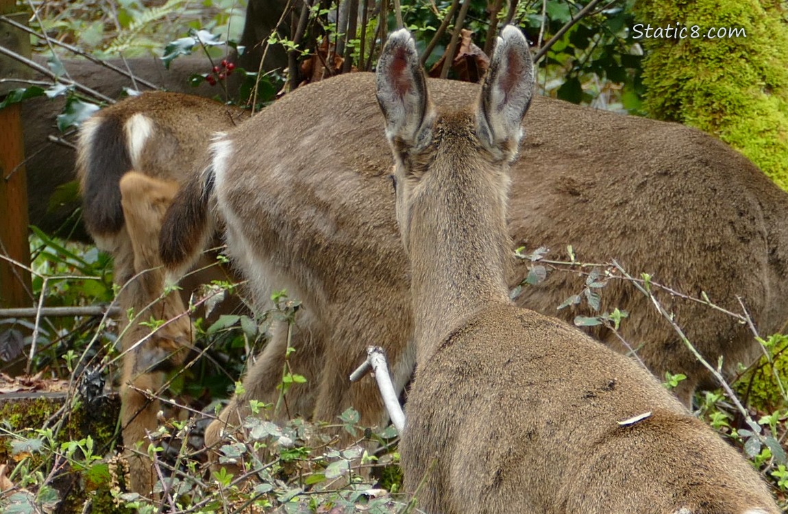Black Tail Deer butts