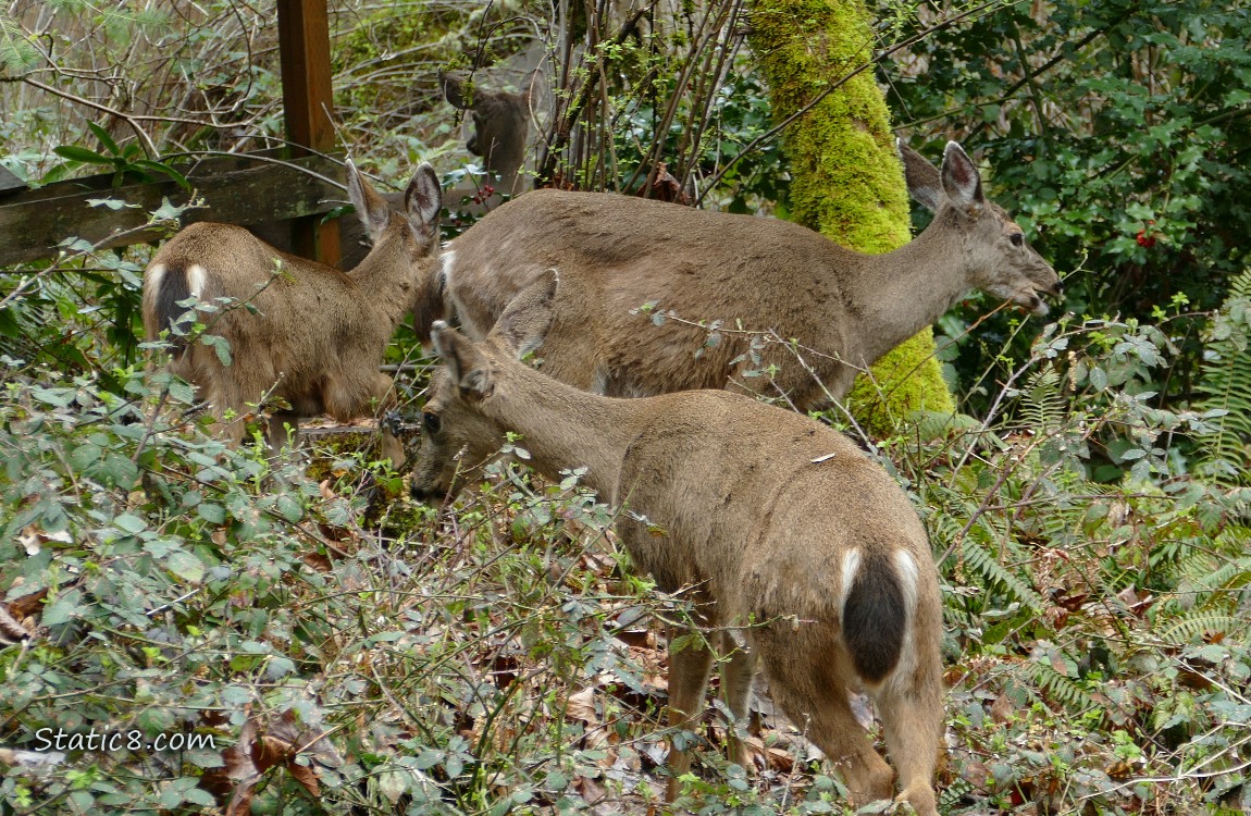 Four deers in the forest