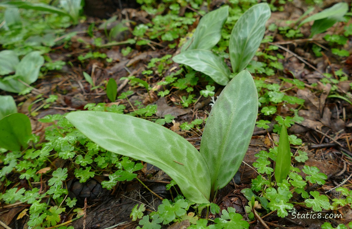 Fawn Lily leaves growing from the forest floor