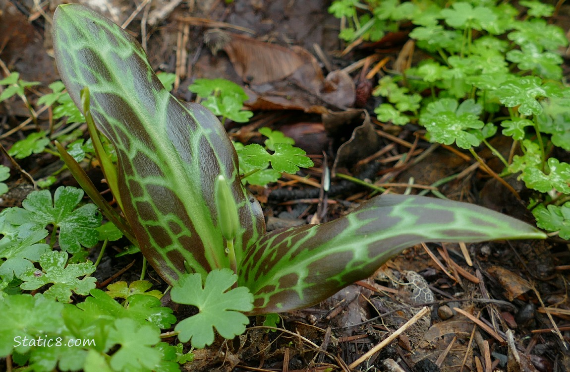 Fawn Lily with purple on the leaves