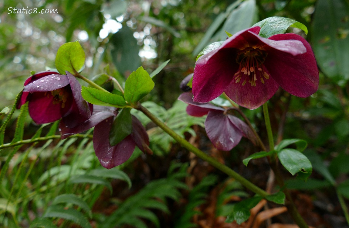 Dark red Lenten Roses blooming among the ferns