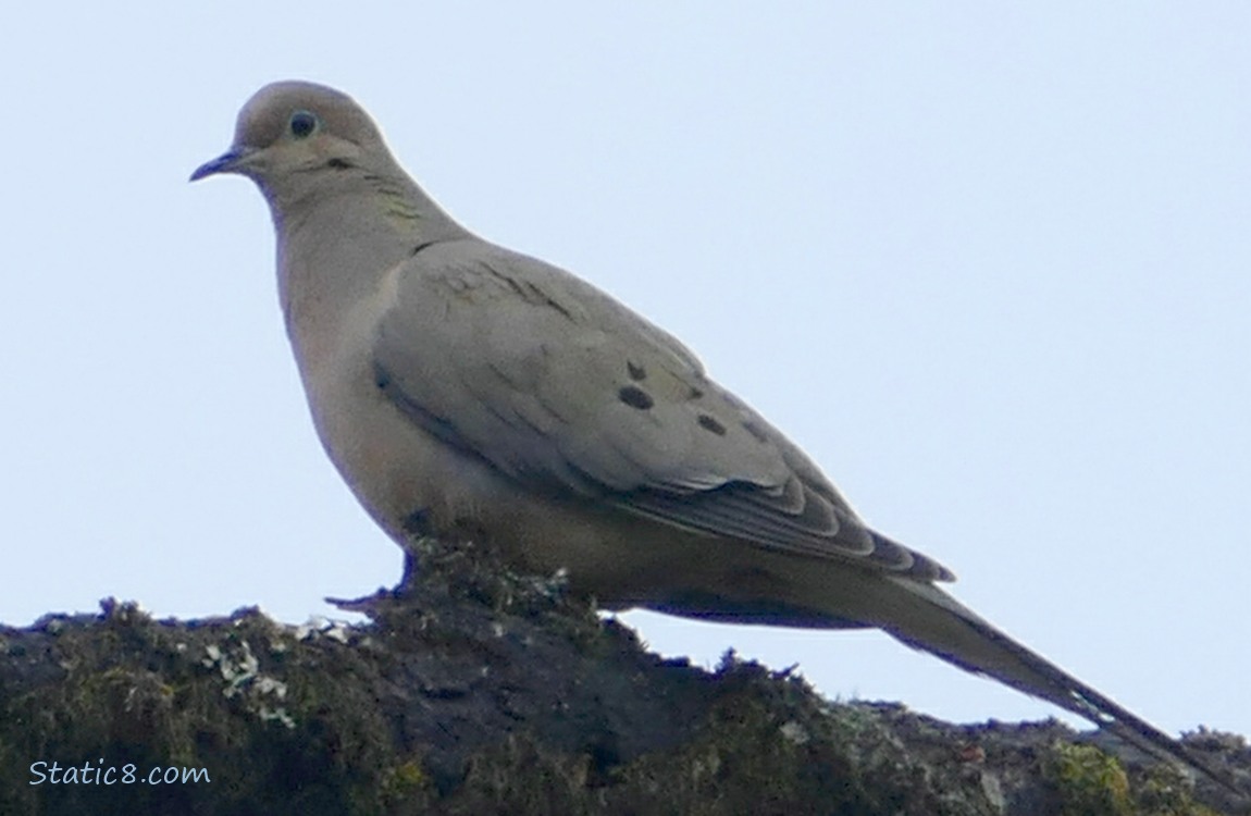 Mourning Dove standing on a branch with grey sky behind