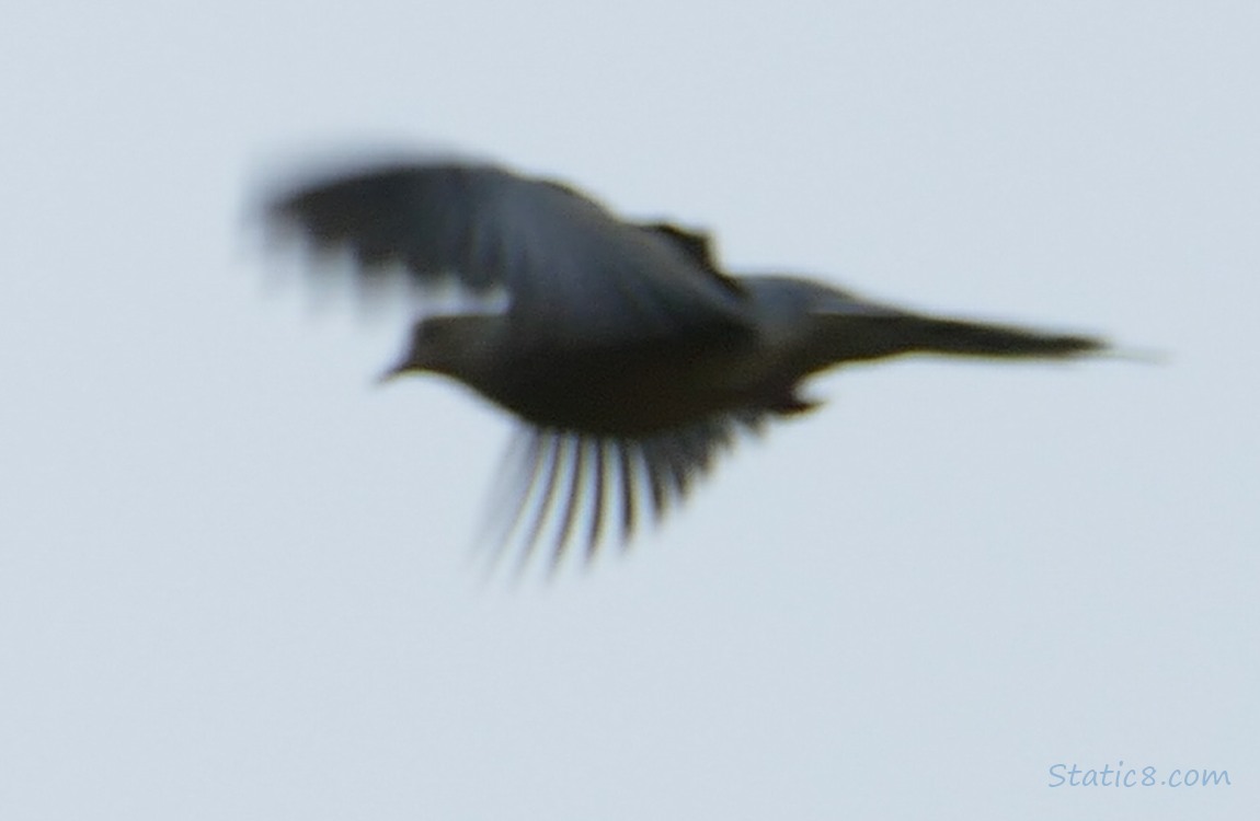 Mourning Dove flying in a grey sky