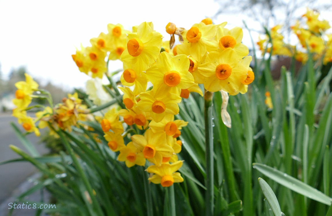 Yellow and orange Narcissus blooms on a grey day