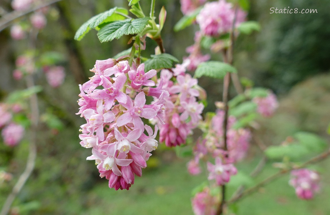 Red Flowering Currant blooms, with more in the background