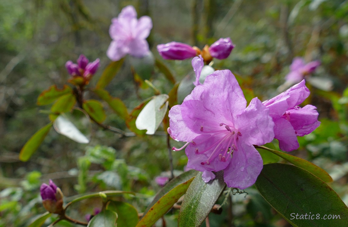 Light purple Rhododendron blooms in the forest