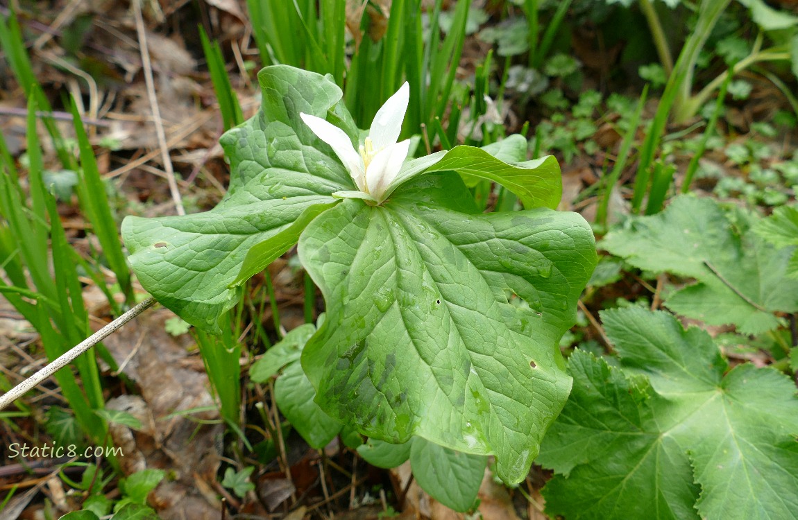 Trillium blooming on the forest floor