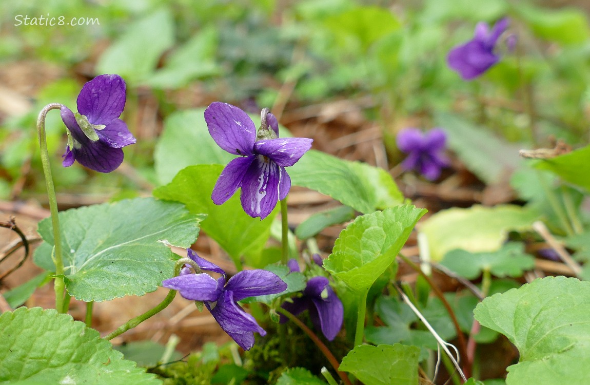Purple Violet blooms