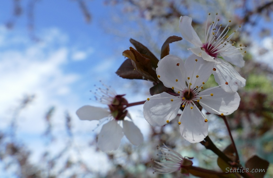 Cherry Blossoms and a blue sky
