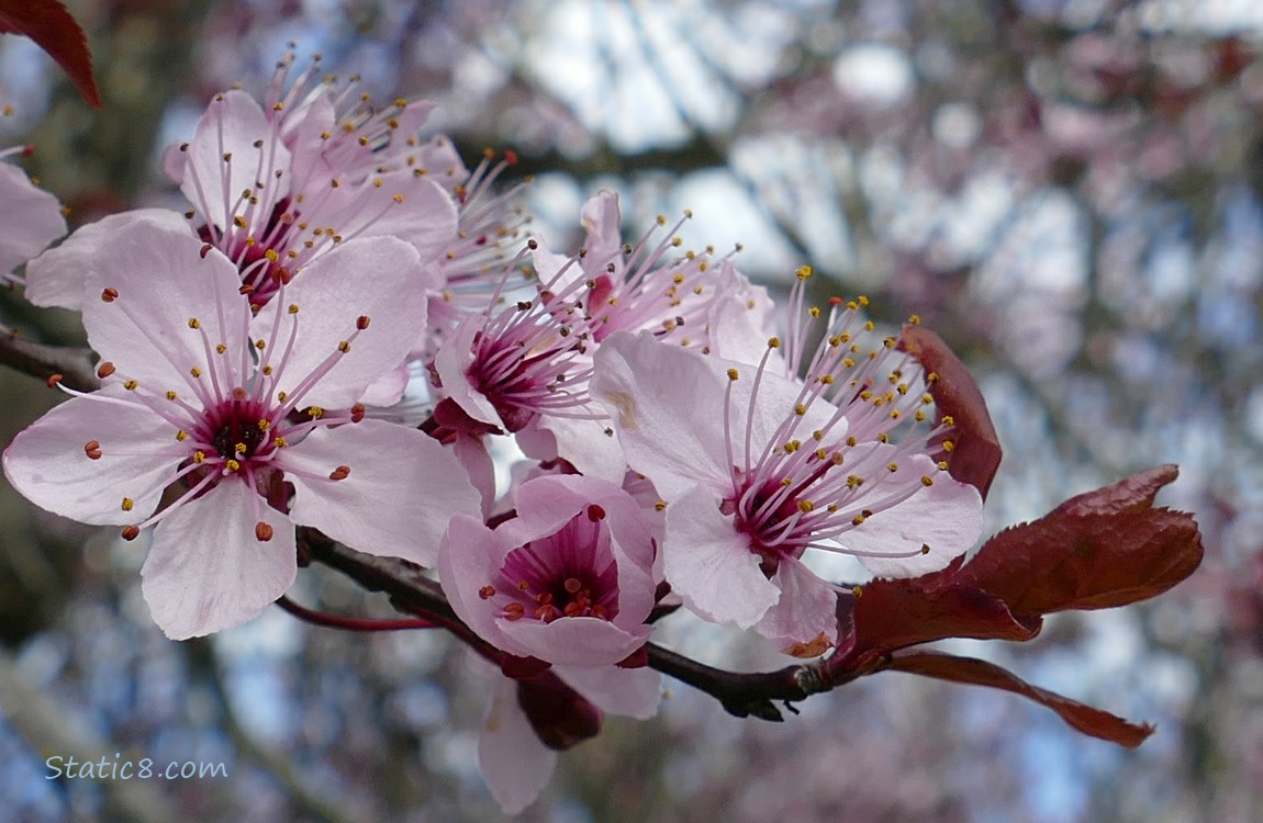 Close up of Cherry Blossoms