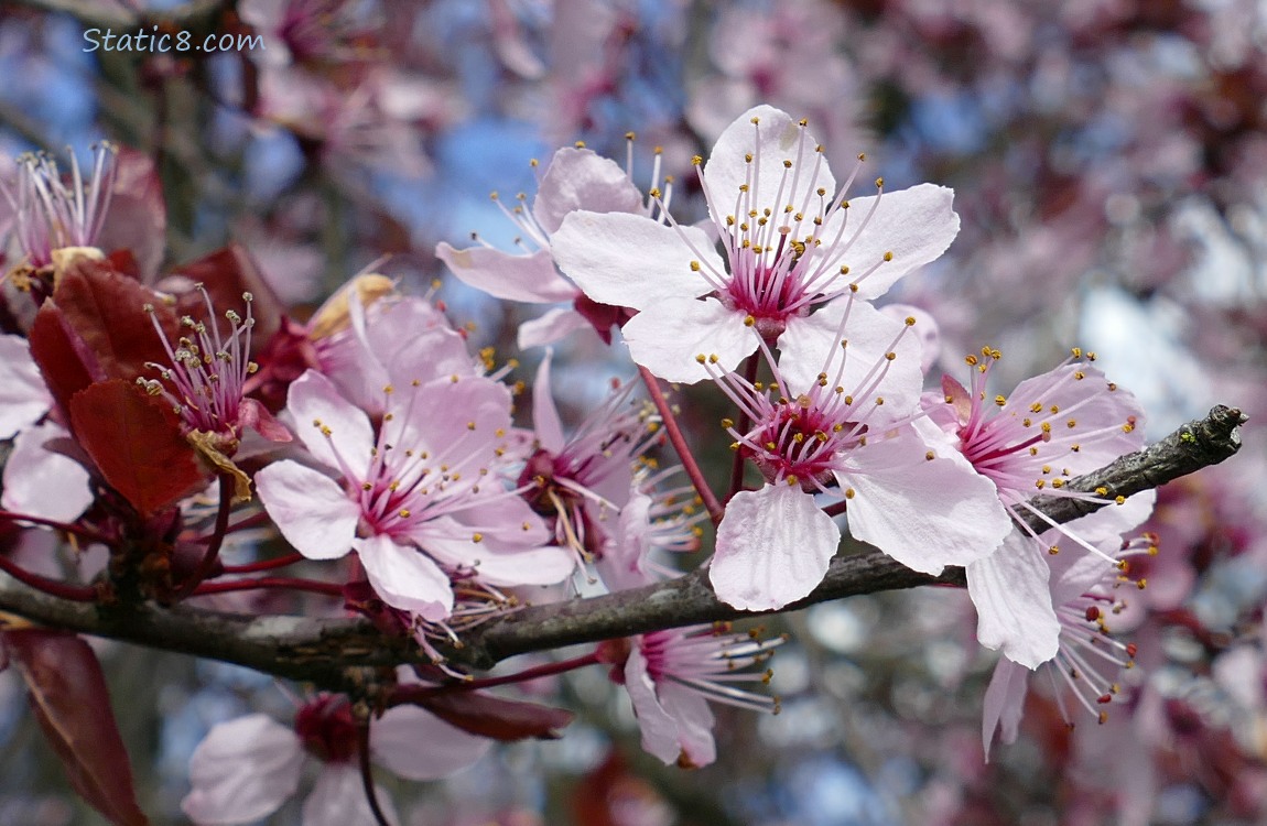 Close up of Cherry blossoms