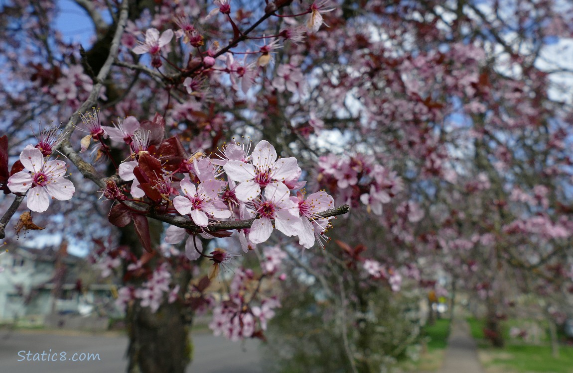 Cherry Blossoms over a sidewalk
