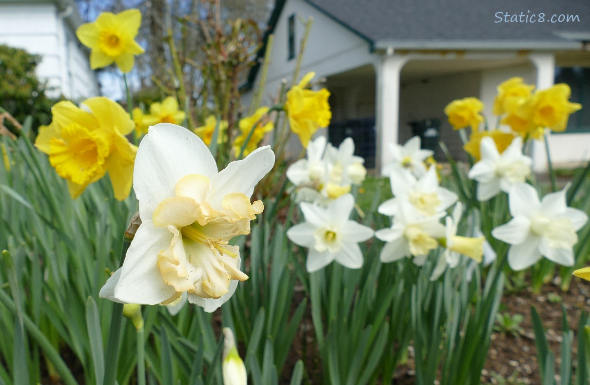 Daffodil blooms in front of a house
