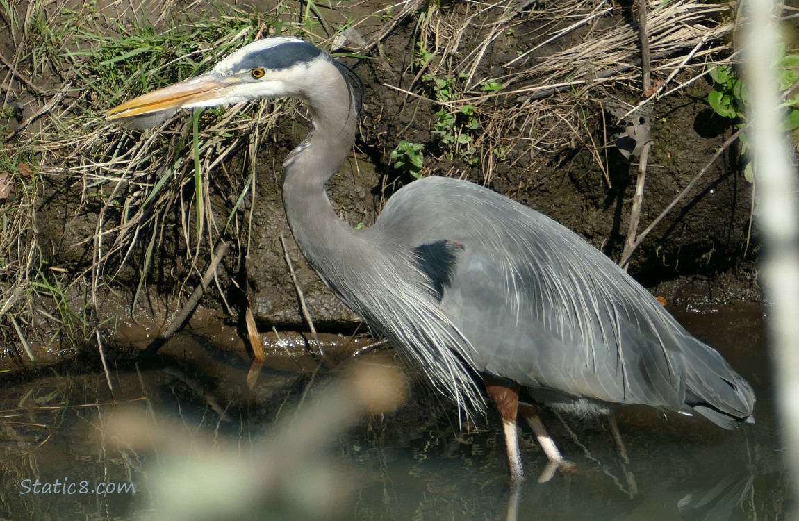 Great Blue Heron walking in shallow water next to the bank