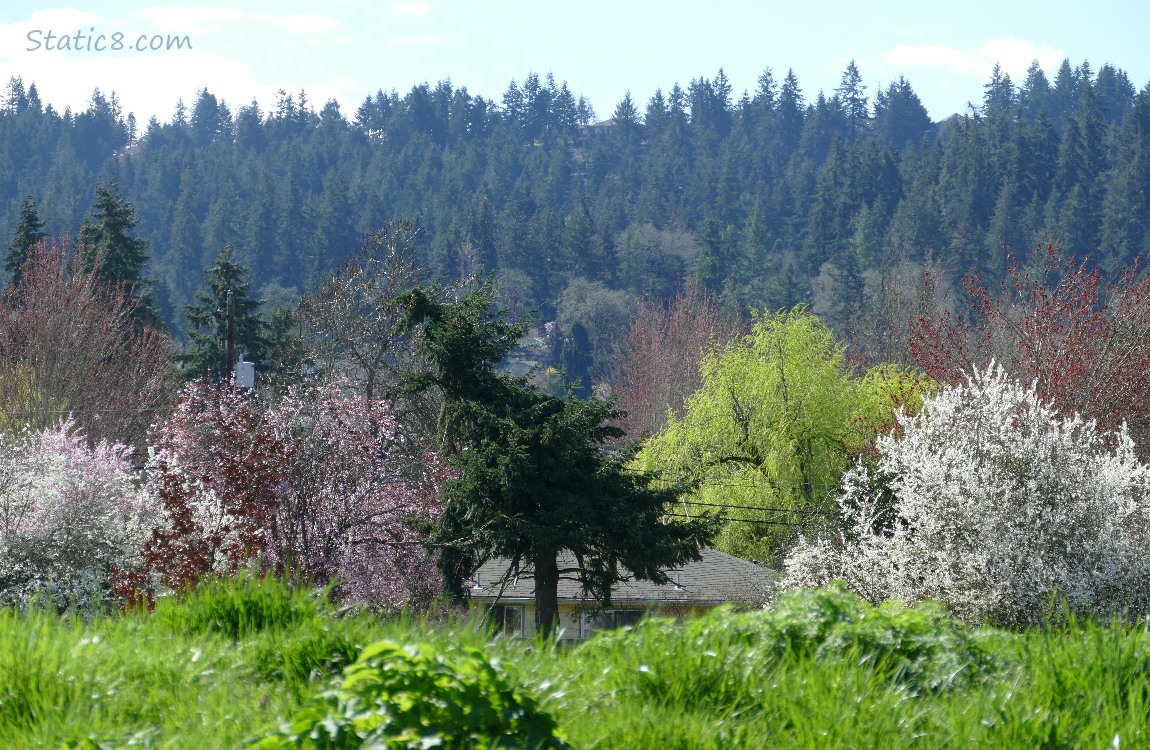 Trees in pink, white, spring green and some reds