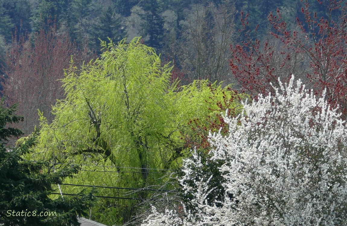 Trees in spring green, white and red, in front of Douglas Firs in the background