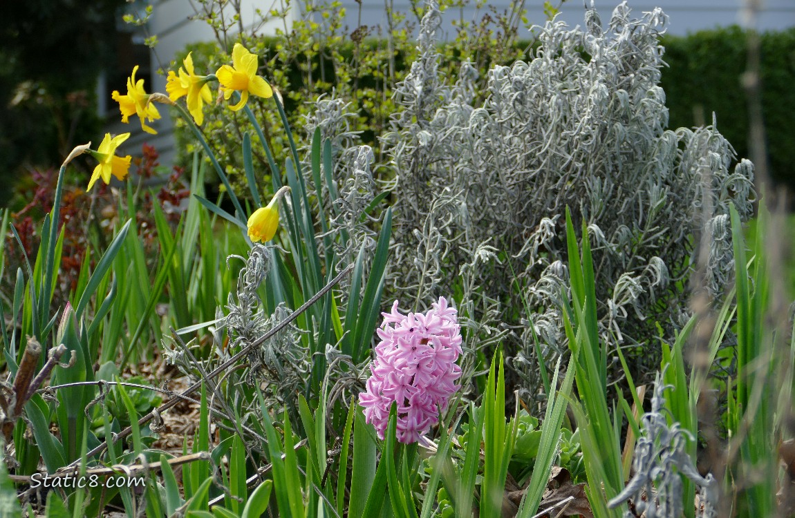Pink Hyacinth bloom in front of Daffodil blooms and some sage