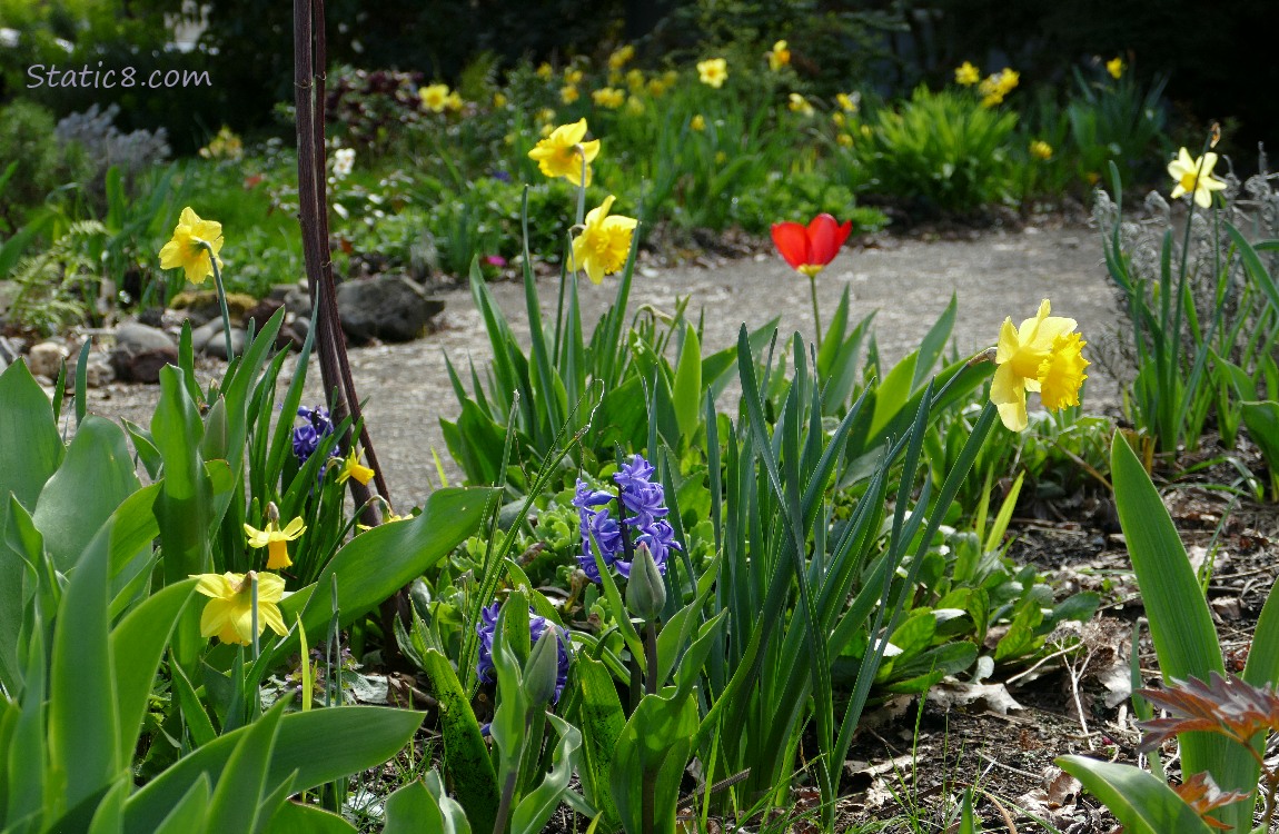 Purple Hyacinth bloom with Daffodil blooms and a single red Tulip
