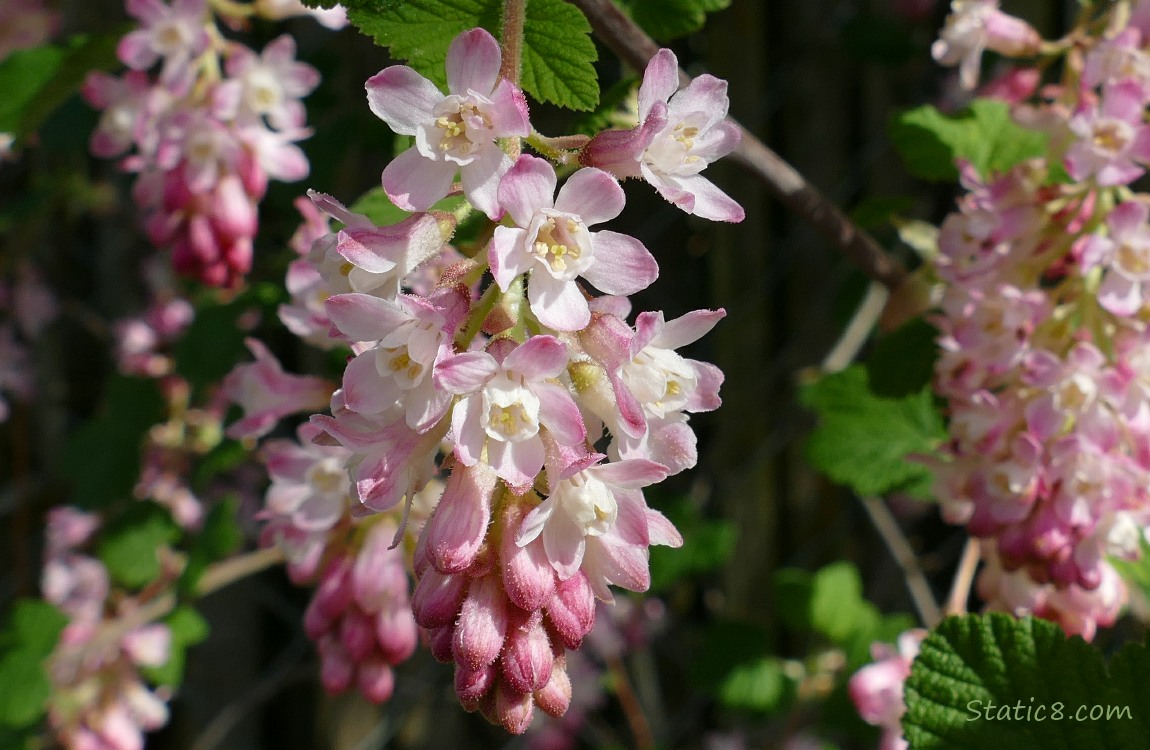 Red Flowering Currant blooms
