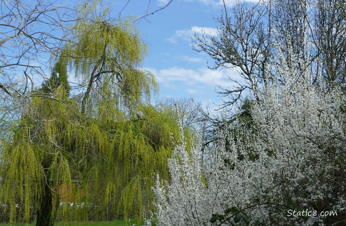 Willow tree next to a blooming cherry tree