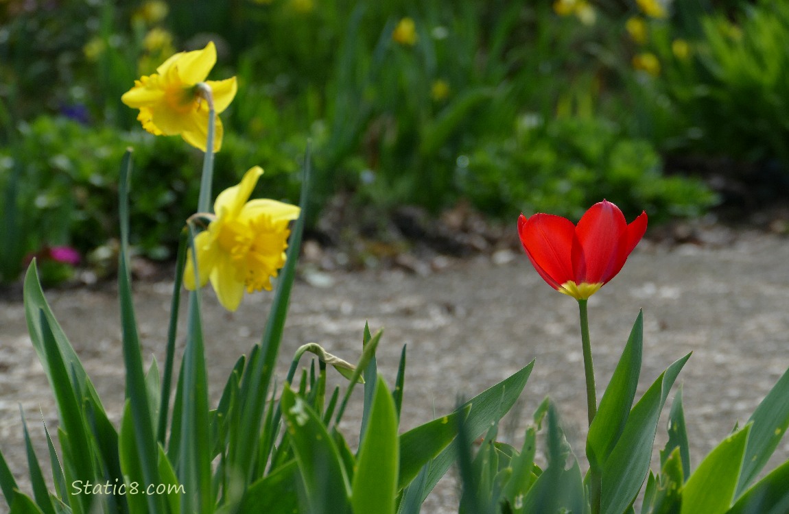 Red Tulip bloom with two Daffodil blooms