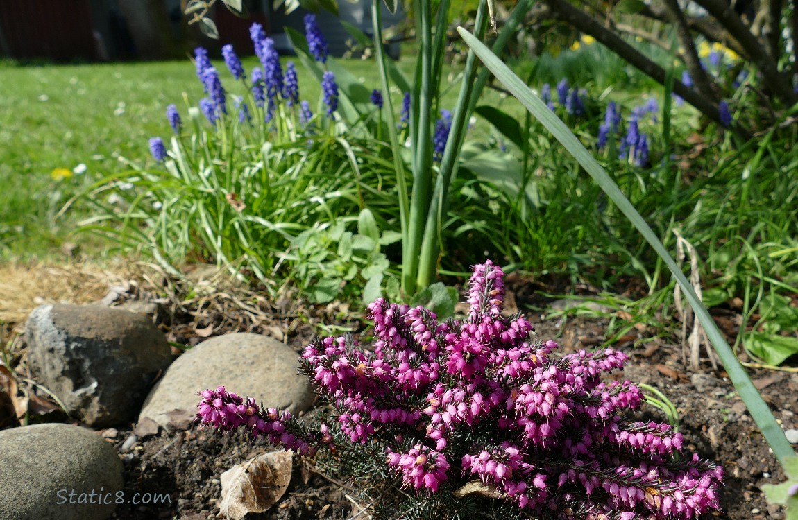 Winter Heath blooms in front of Grape Hyacinths