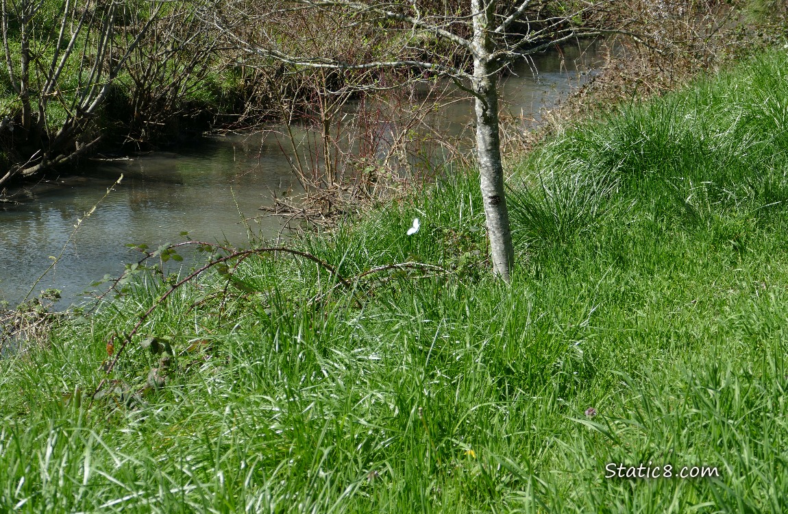 White butterfly flitting next to the creek