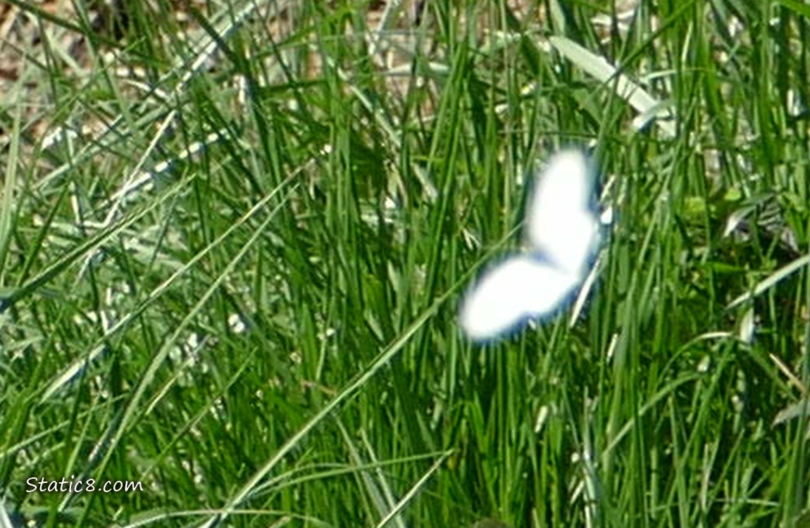 Blurry white butterfly, flying over green grass