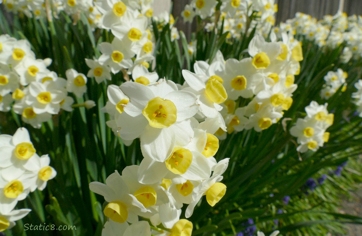 White and yellow Jonquils blooms and leaves