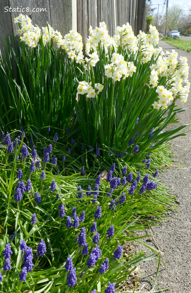 White and yellow Jonquil blooms with Grape Hyacinths along a city sidewalk
