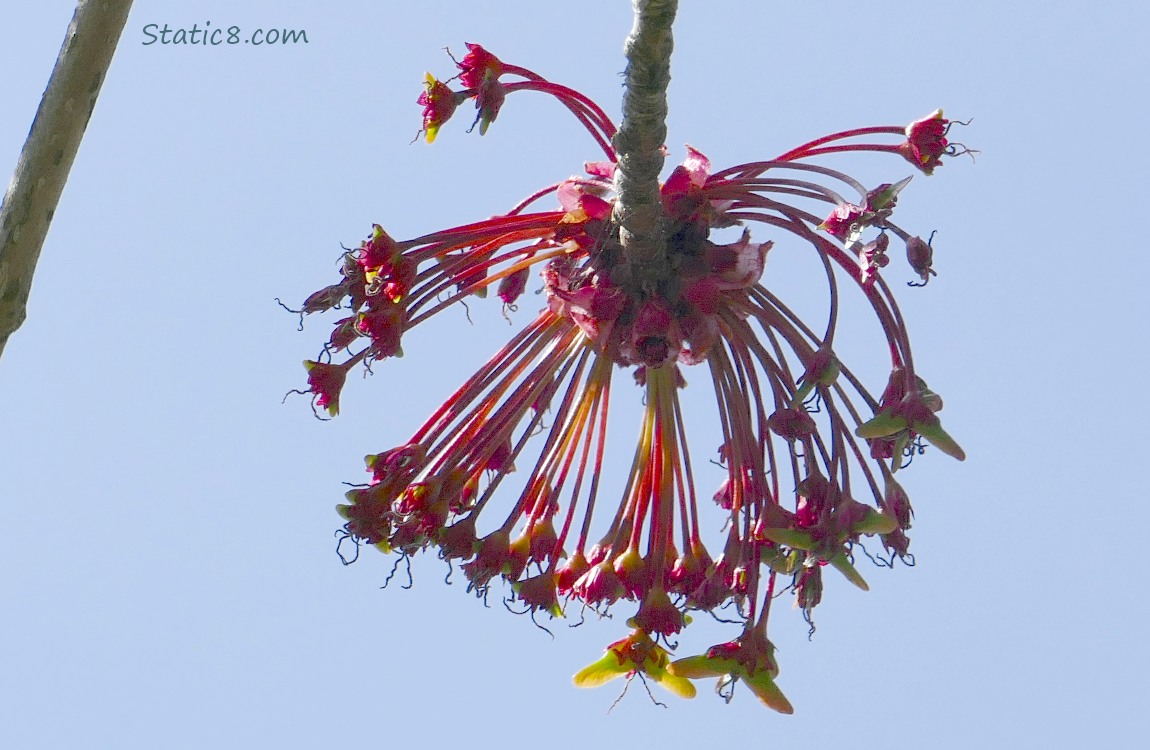 Red Maple seeds hanging down