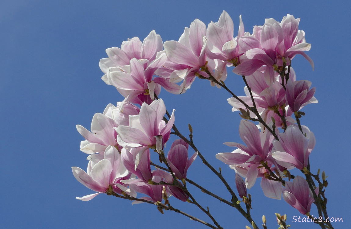 Pink and white Saucer Magnolia blooms against a blue sky