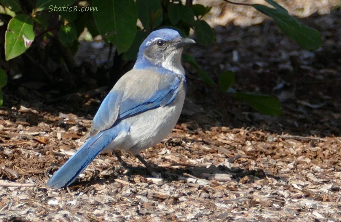 Scrub Jay standing on the ground, looking over her shoulder