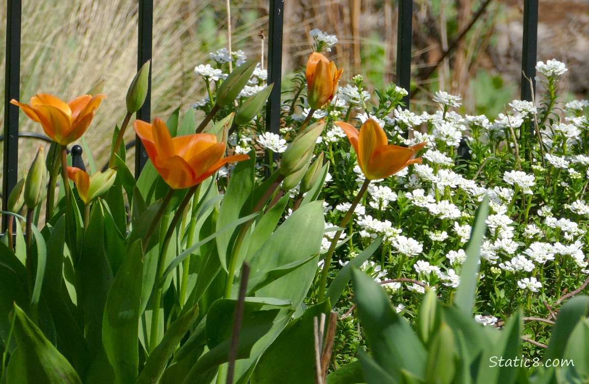 Orange tulips in front of white flowers