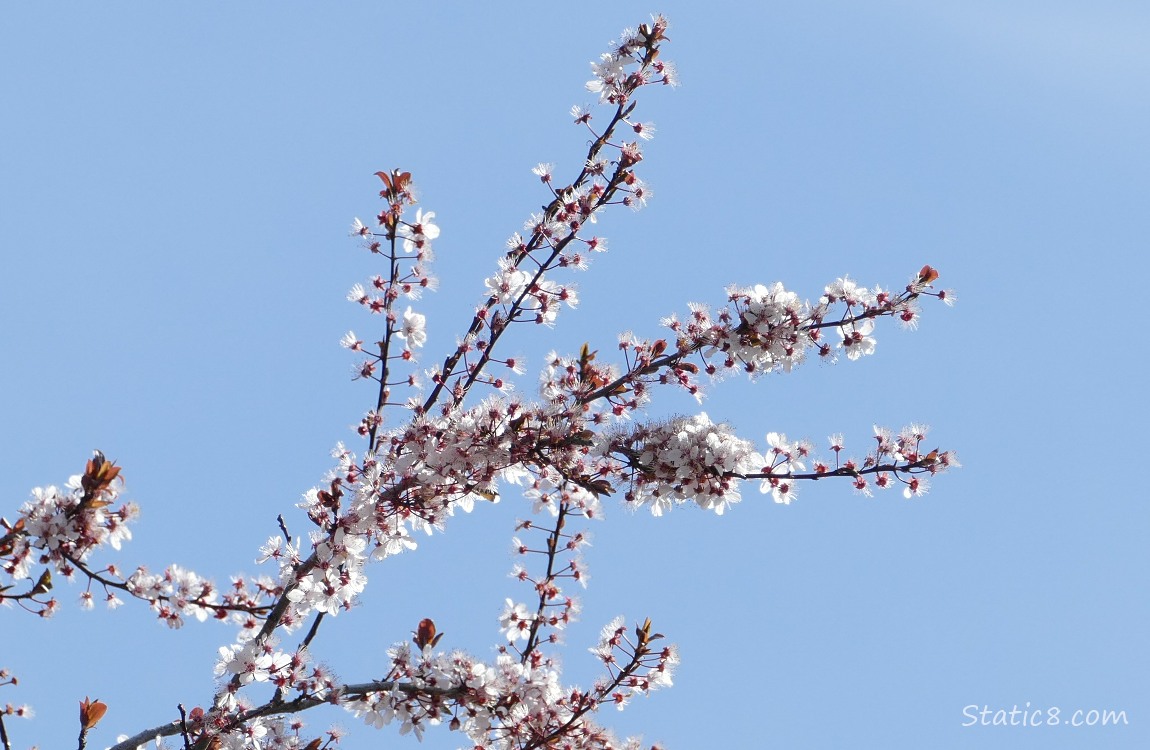 Looking up at some blooming cherry tree branches with the blue sky