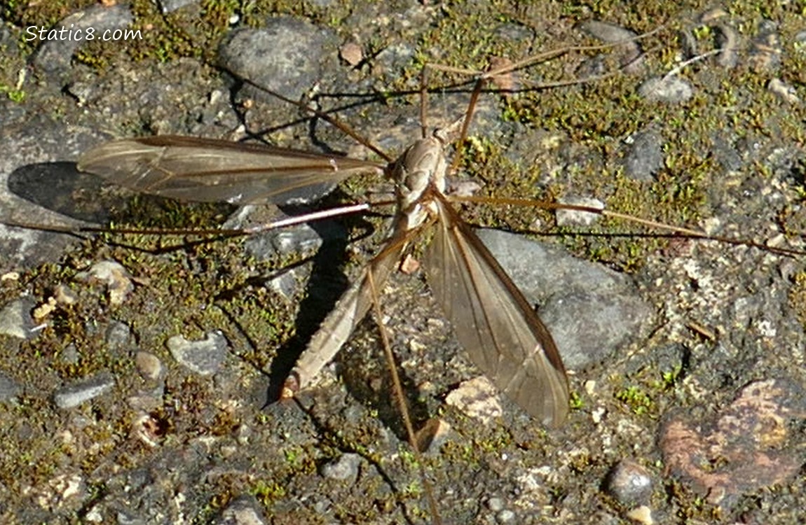 Crane Fly standing on the path