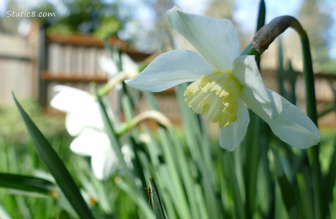 Daffodil blooms