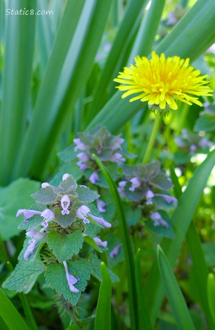 Dead Nettle blooms with a Dandelion bloom