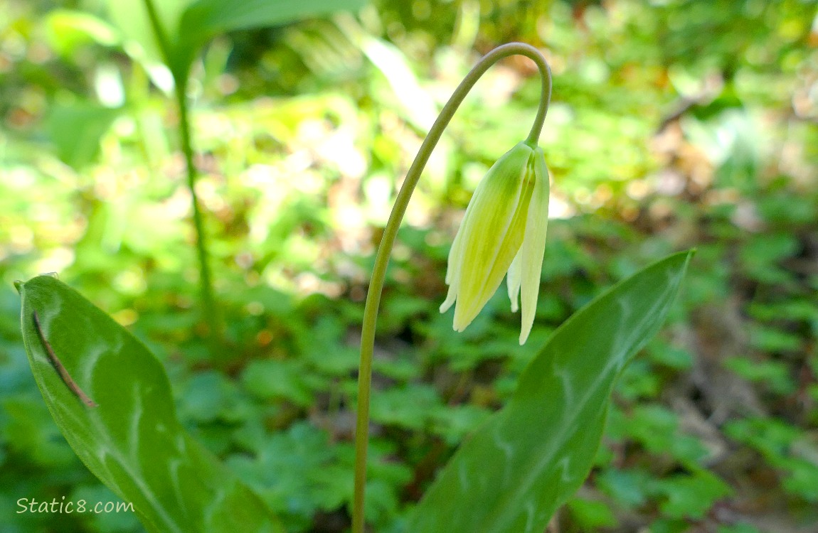 Fawn Lily bloom