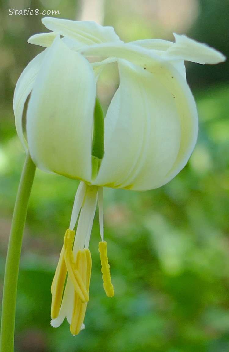 Close up of a Fawn Lily bloom