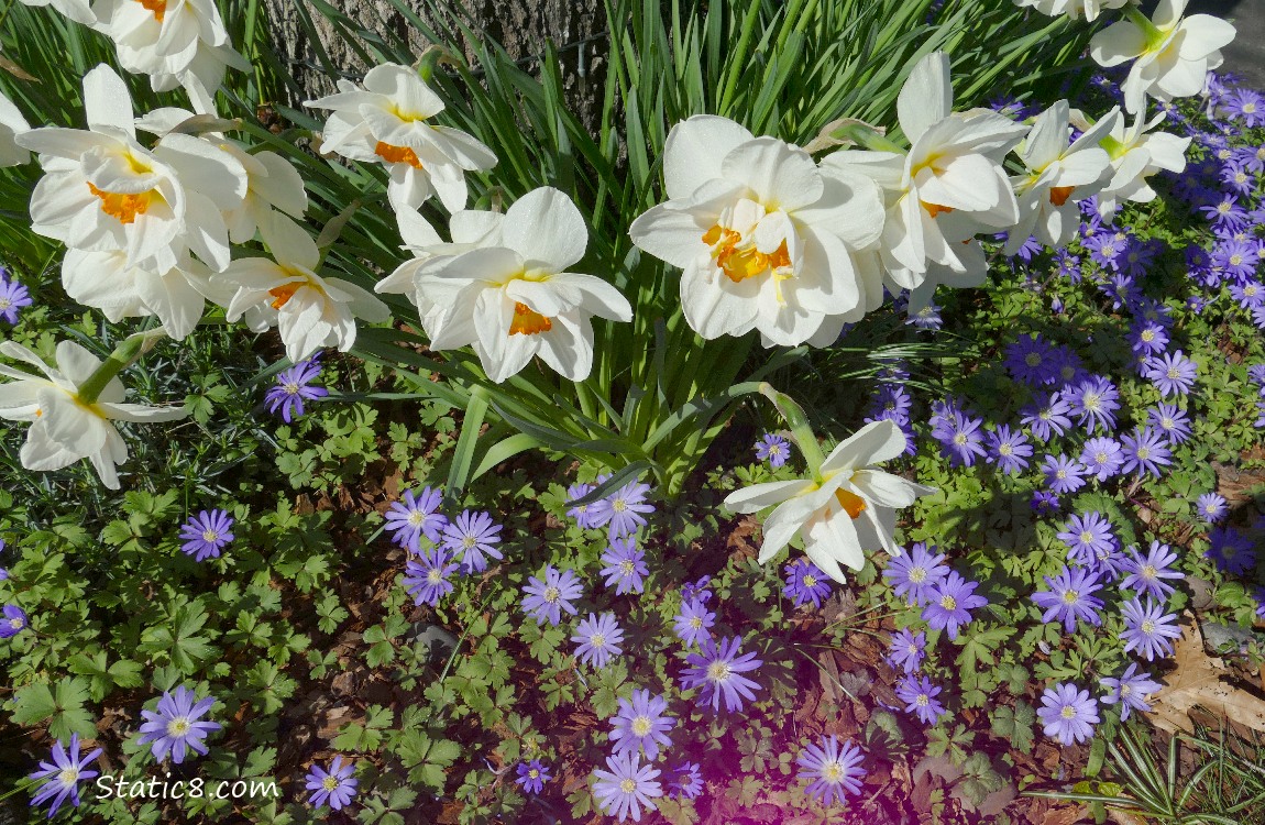 narcissus blooms with purple Wind Flower blooms