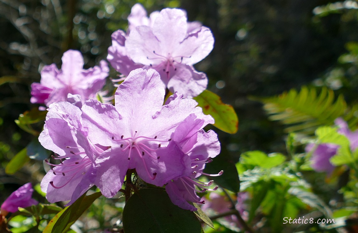 Light purple Rhododendron blooms