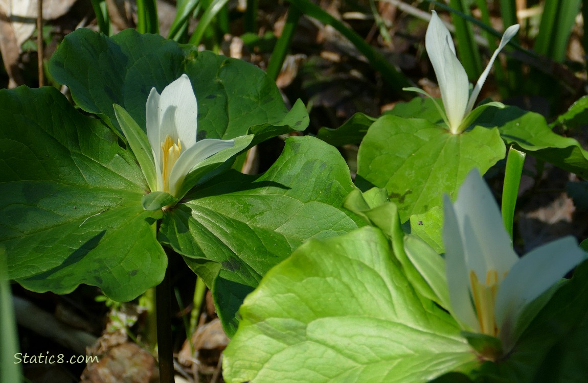 Three Trillium blooms