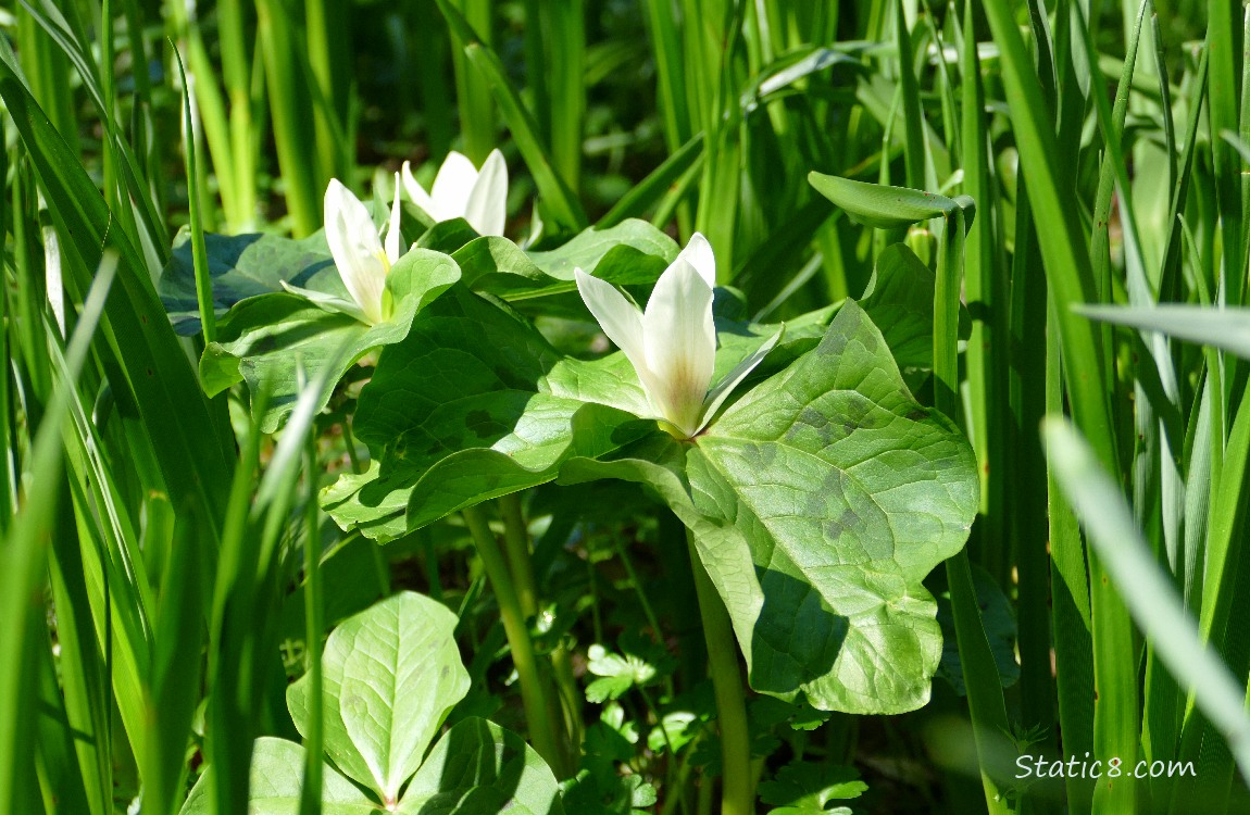 Trillium blooms