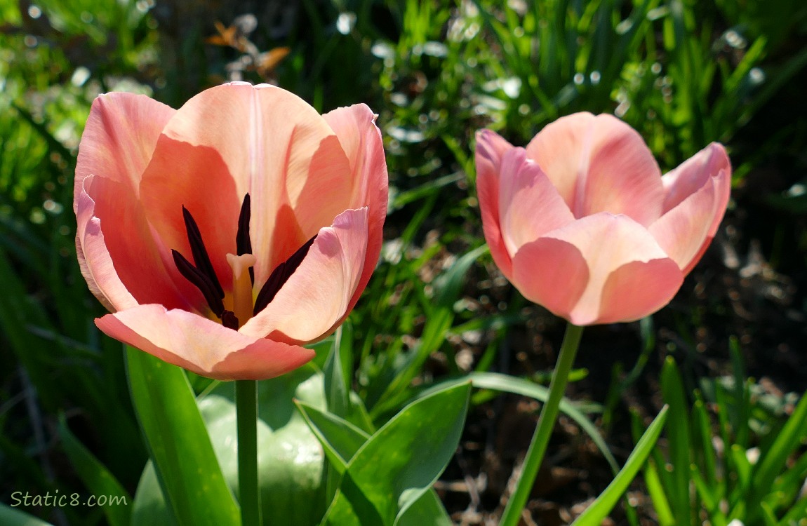 Two pink Tulip blooms