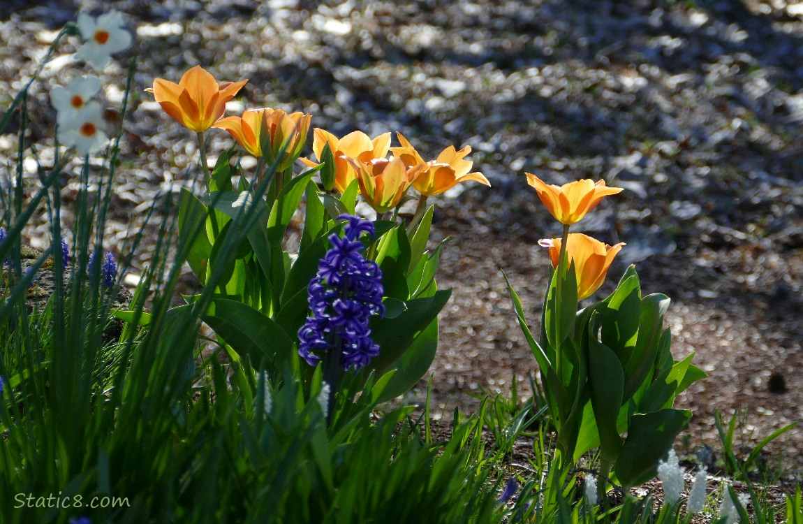 Orange Tulip blooms with a purple Hyacinth and narcissus in the background